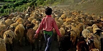 Young boy herds sheep in the mountains of north India. Photo by Md. Shahnewaz Khan, CGAP Photo Contest